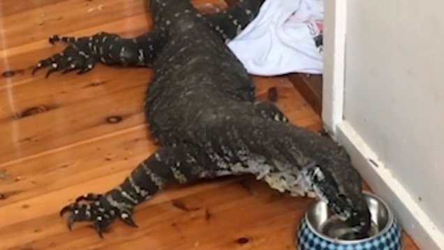 Family Finds Giant Hungry Lizard Eating In Their Kitchen!